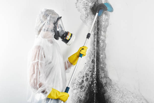 Best Black Mold Removal  in Milmay, NJ