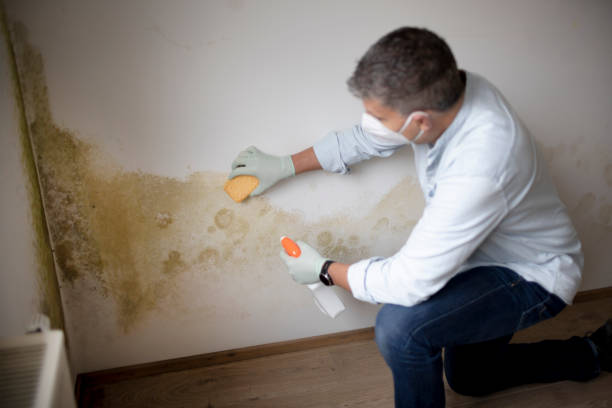 Best Air Quality Testing for Mold Spores  in Milmay, NJ