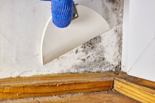 Best Emergency Mold Remediation  in Milmay, NJ